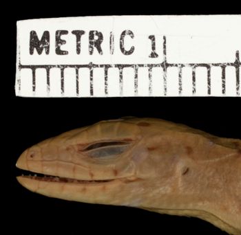 Media type: image;   Herpetology R-11203 Aspect: head lateral